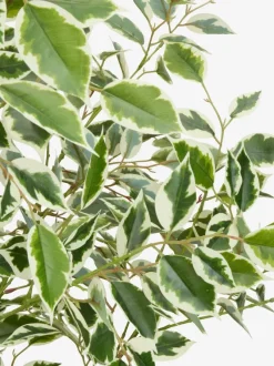 Kunstig plante GUNNULF H150cm m/potte